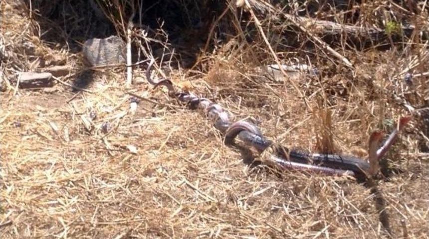 Yılanların &Ccedil;iftleşme Dansı B&uuml;y&uuml;ledi