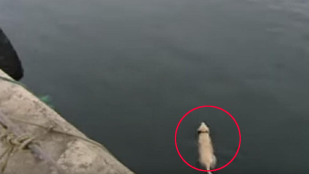 Denize girip saatlerce geri d&ouml;nm&uuml;yordu! Sebebi şaşkına &ccedil;evirdi