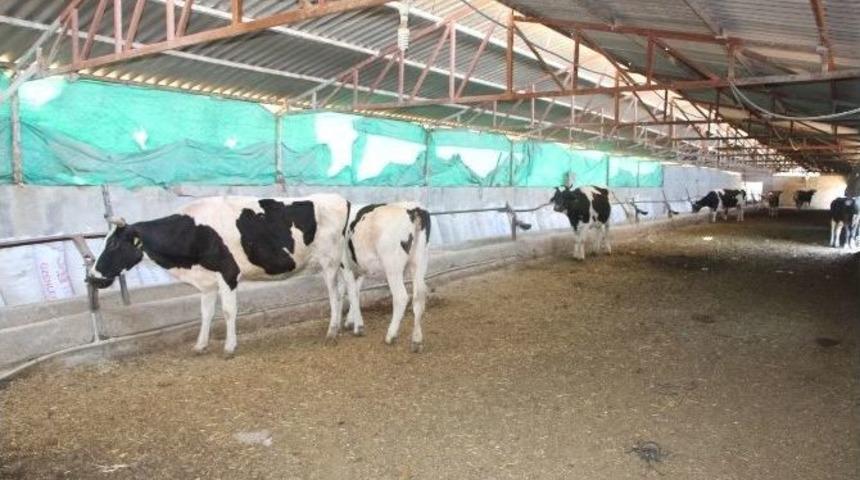 Silopi&rsquo;de Başıboş Hayvanların Toplanmasına Başladı