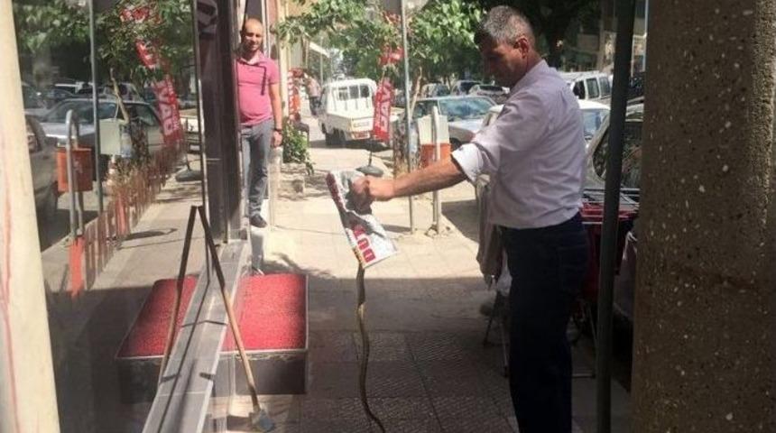 Esnafa Saldıran Yılanı Eliyle Yakaladı