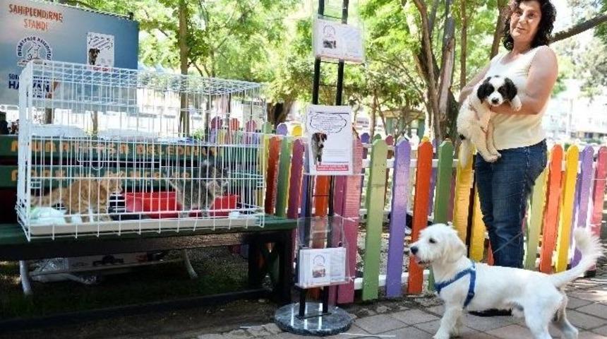 Muratpaşa&rsquo;dan Sokak Hayvanları Projesi
