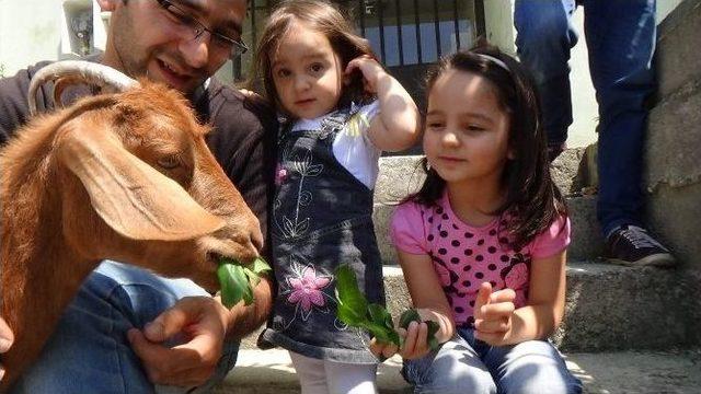 (&ouml;zel Haber) K&ouml;pek Yerine Oğlak Besliyor, Aracında Bile Onunla Seyahat Ediyor 1