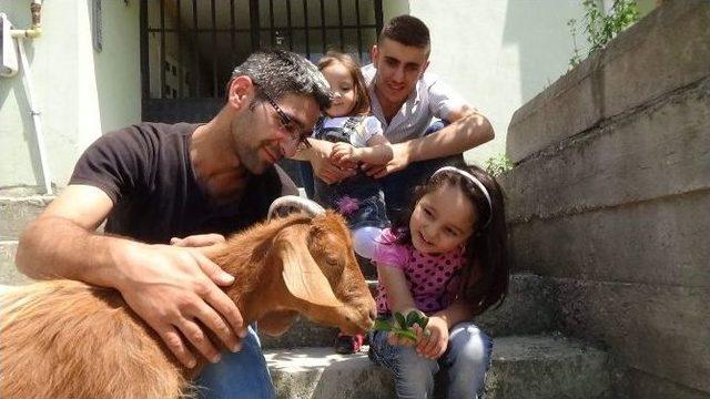 (&ouml;zel Haber) K&ouml;pek Yerine Oğlak Besliyor, Aracında Bile Onunla Seyahat Ediyor 2