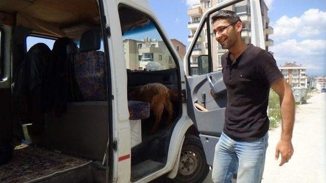 (&ouml;zel Haber) K&ouml;pek Yerine Oğlak Besliyor, Aracında Bile Onunla Seyahat Ediyor 3