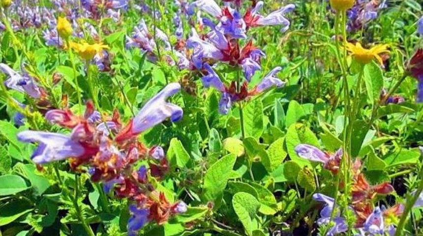 Kazdağları'nda Kestane Balı Zamanı