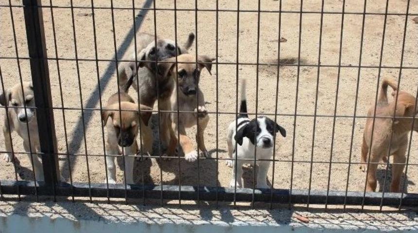 Tekirdağlılar Sokak Hayvanlarına Sahip &Ccedil;ıkıyor