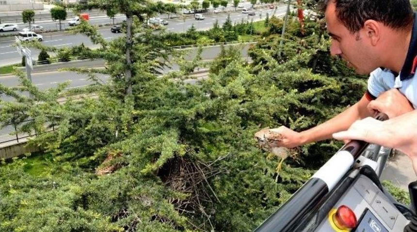 Yuvasından Düşen Yavru Şahine Zabıta Yardımı