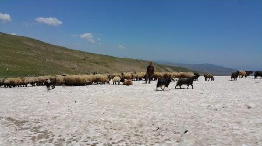 Muşlu Besici, Hayvanları Karla Serinletiyor