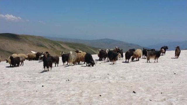 Muşlu Besici, Hayvanları Karla Serinletiyor