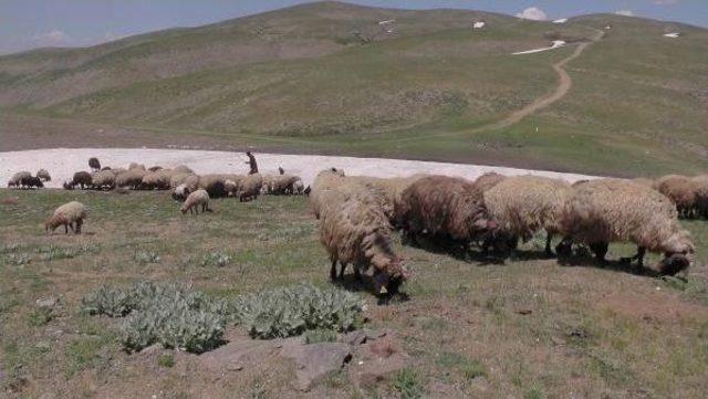 Muşlu Besici, Hayvanları Karla Serinletiyor