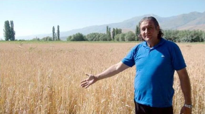 &Ccedil;ift&ccedil;iler, Ayı Ve Domuzlardan Bıktı