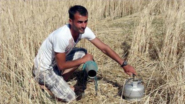 Çiftçiler, Ayı Ve Domuzlardan Bıktı