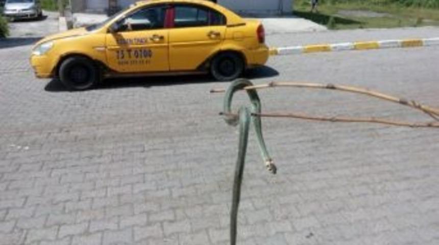 &Ccedil;ıldır&rsquo;da Davetsiz Misafir