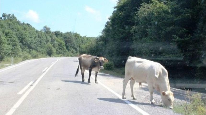 Tatilcilerin Kullandığı Yolun Kenarında Otlayan Hayvanlar Trafiği Olumsuz Etkiliyor