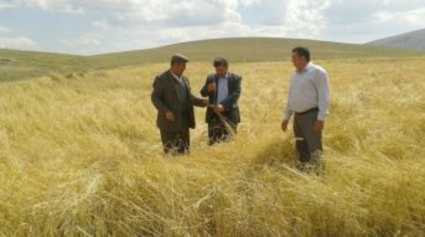 Bolvadin&rsquo;de Ekili Tarım Arazilerini Dolu Vurdu