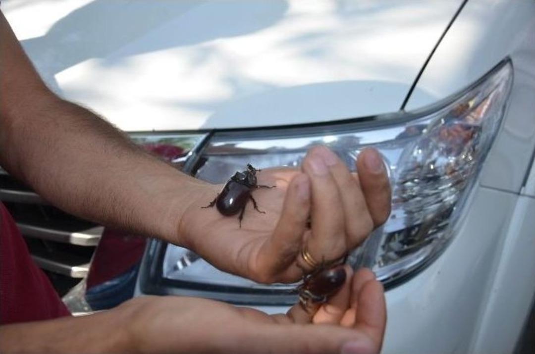 &lsquo;gergedan B&ouml;ceği&rsquo; İ&ccedil;in Yetkililer Harekete Ge&ccedil;ti