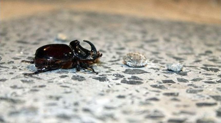 (&ouml;zel Haber) Nadir Bulunan Gergedan B&ouml;ceği Başkent&rsquo;te De Bulundu