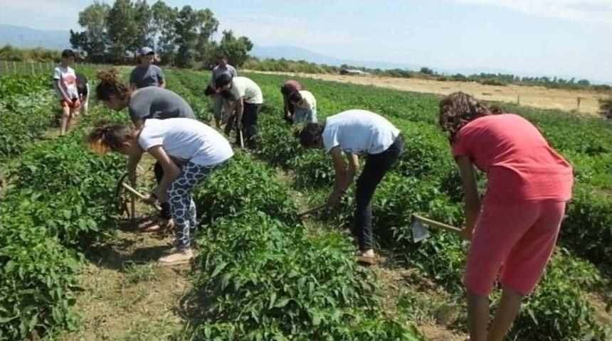 &Ouml;ğrenciler Kampta Sebze Yetiştirmeyi &Ouml;ğreniyor