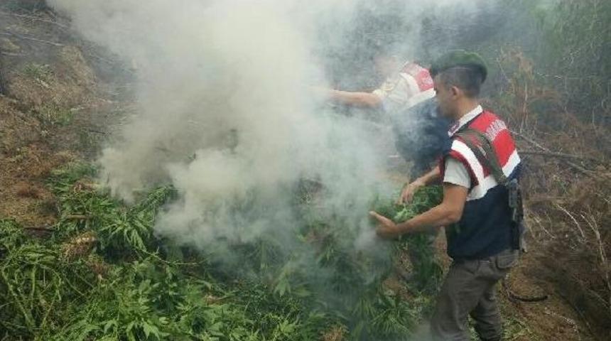 &Ccedil;am Ağa&ccedil;ları Arasında Hintkeneviri Tarlası