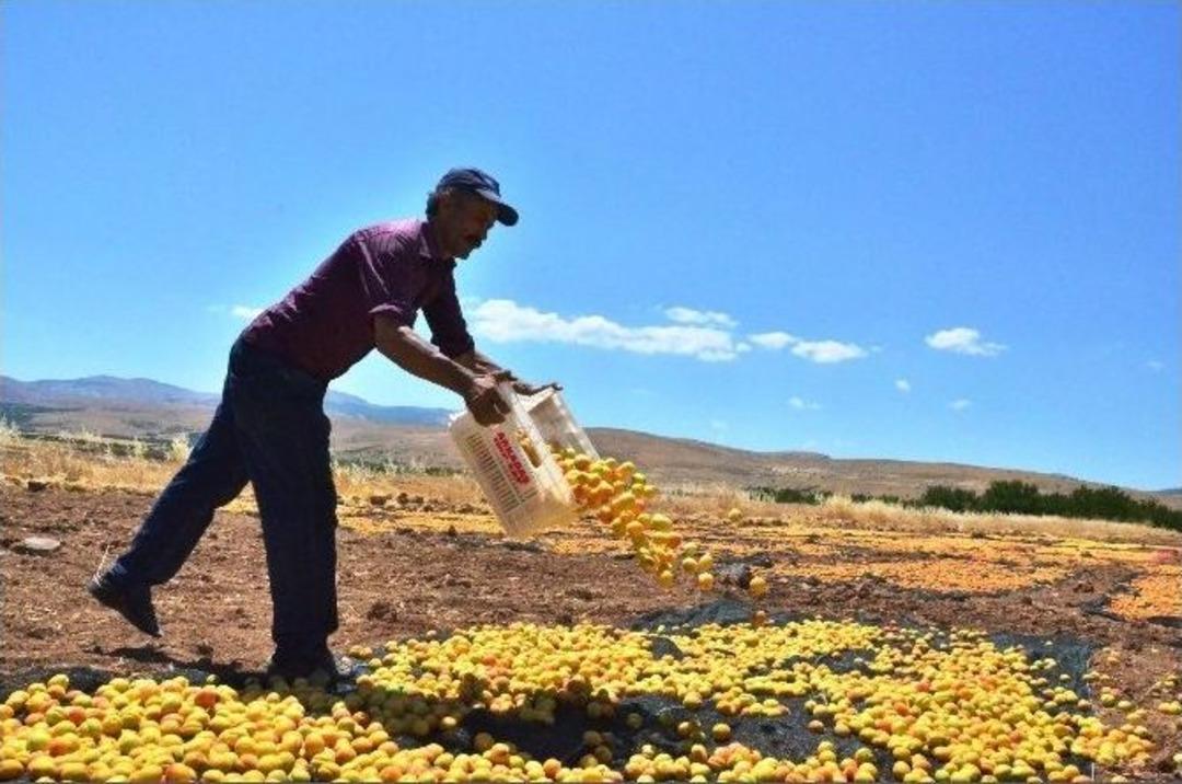 Kayısıda Hasat D&ouml;nemi S&uuml;r&uuml;yor