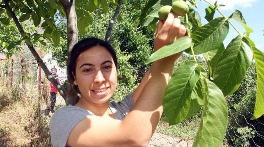 Şebin Cevizi &Uuml;retimi Yaygınlaşıyor