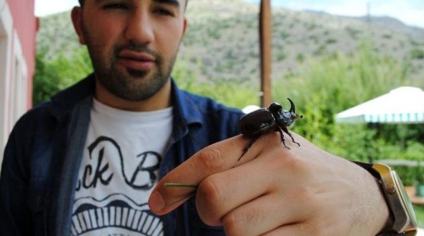 100 Bin Dolarlık Gergedan B&ouml;ceğini Bah&ccedil;eye Attılar