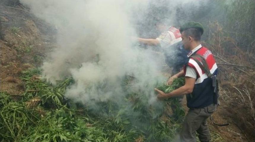 &Ccedil;am Ağa&ccedil;larını Kesip Esrar Tarlası A&ccedil;tılar