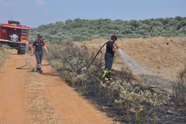 Germencik'te Incir Ve Zeytin Ağaçları Yandı