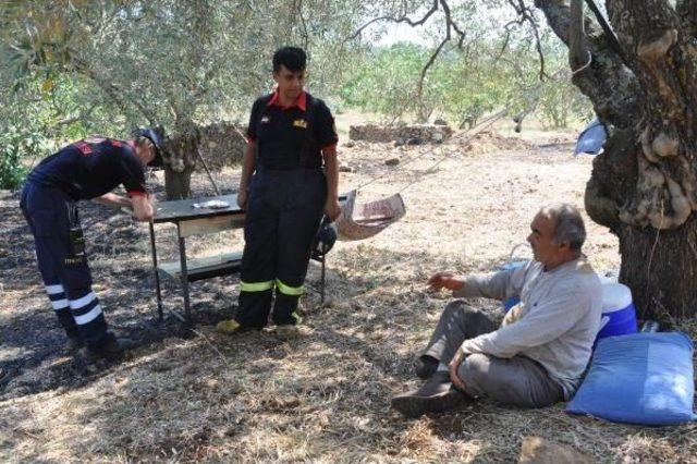 Germencik'te Incir Ve Zeytin Ağaçları Yandı