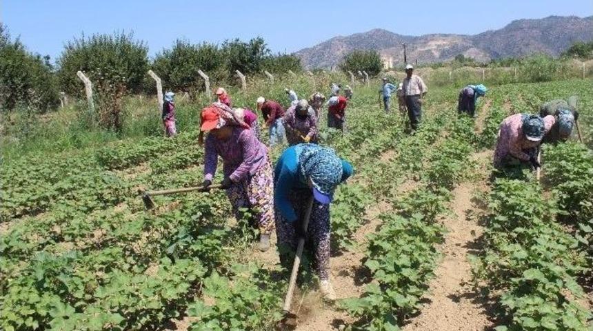 Pamuk &Uuml;reticisi Girdi Maliyetlerinden Dertli