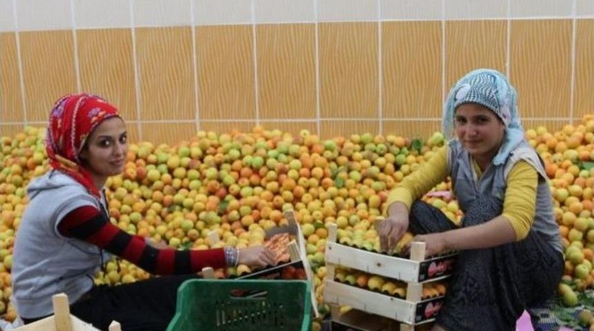 (&ouml;zel Haber) Kayısı &Uuml;reticisi Sezonu Mutlu Bitirdi