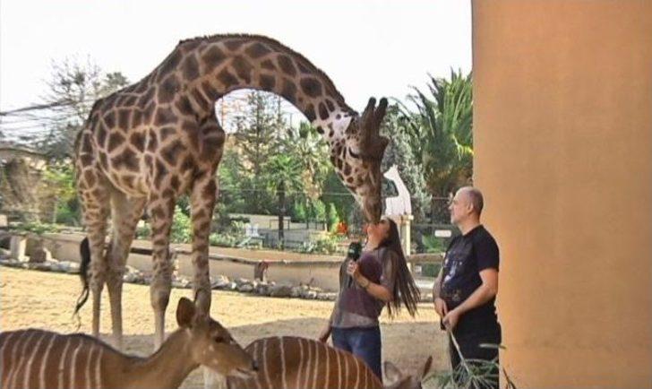 Steve Irwın’ın Tahtına Türk Aday G3