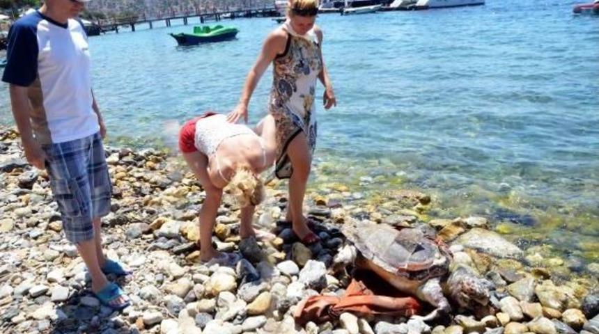 Koyda Yaralı Bulunan Caretta &Ouml;ld&uuml;