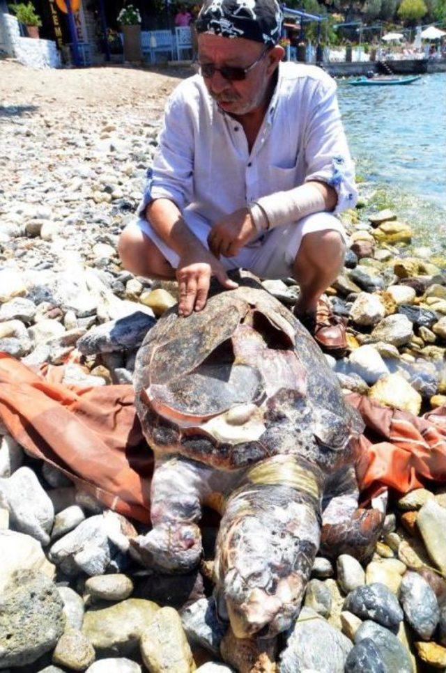 Koyda Yaralı Bulunan Caretta Öldü