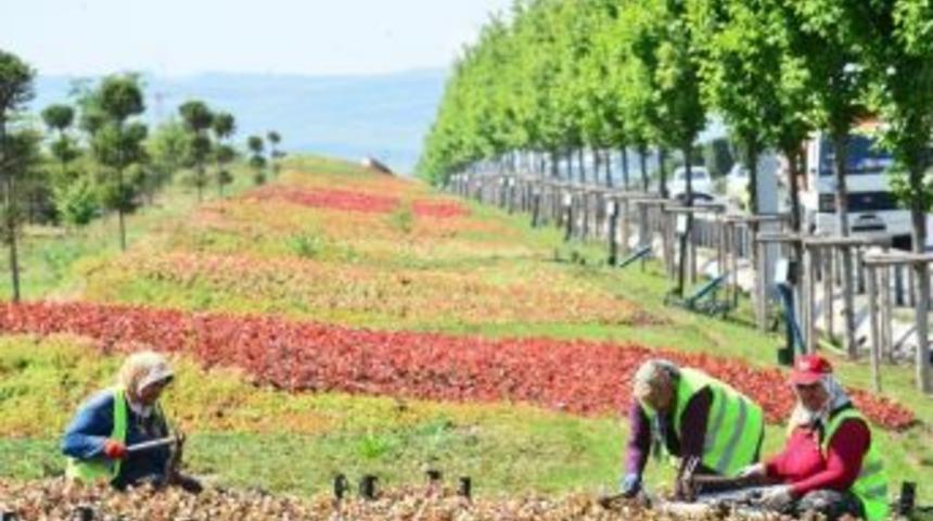 Ankara 4 Milyon &Ccedil;i&ccedil;ekle, Bu Yaz Da Rengarenk