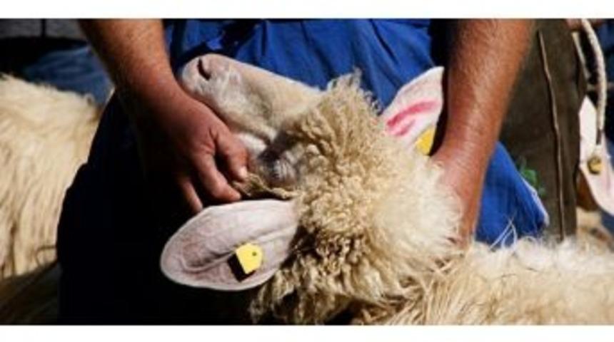 Koyun Ke&ccedil;i Yetiştiricilerine G&uuml;ncelleme Uyarısı