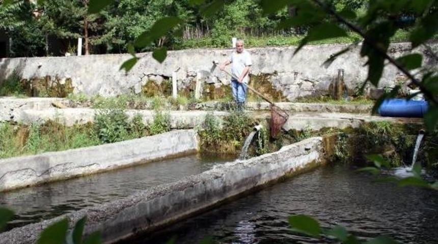 24 Yıldır Alabalık Yetiştiriyor