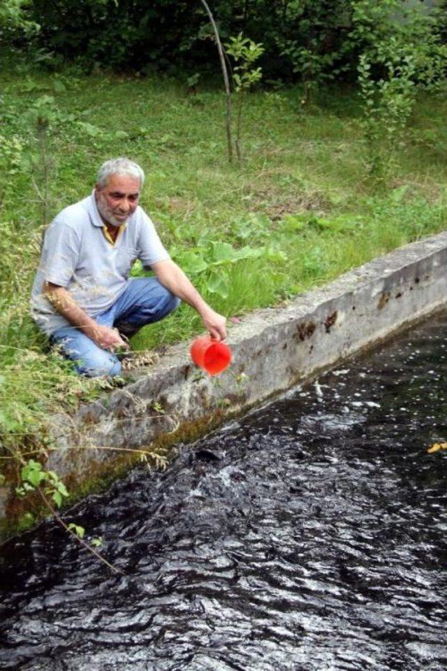 24 Yıldır Alabalık Yetiştiriyor