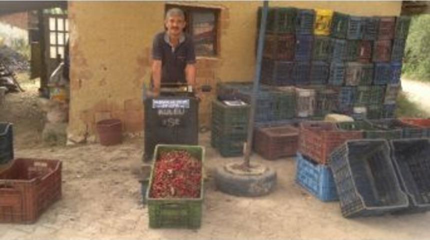 Hisarcık&rsquo;ta Vişne Alımları 4 Yıl &Ouml;nceki Fiyatların Altında Başladı