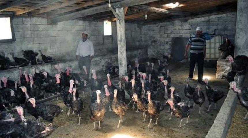 Kurduğu &Ccedil;iftlikte Organik Hindi Yetiştiriyor