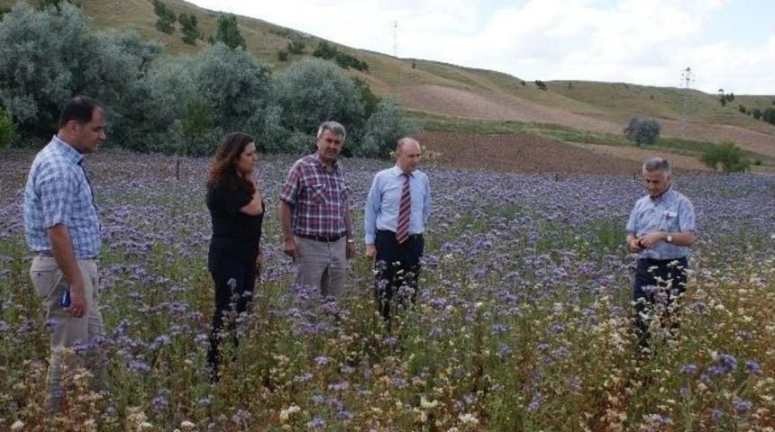 Arı Otu Olumlu Sonu&ccedil; Verdi