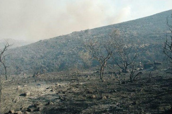 Bodrum’da 121 Hektarlık Alan Kül Oldu G4