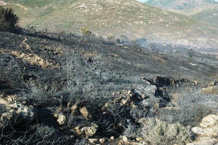 Bodrum’da 121 Hektarlık Alan Kül Oldu G2