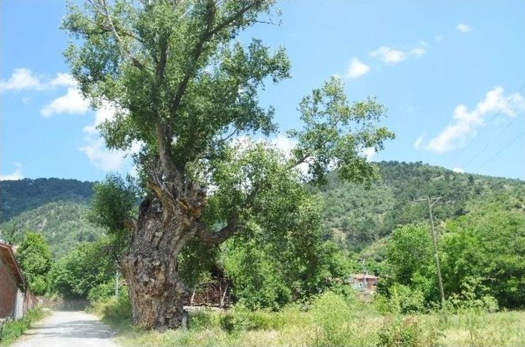 (&ouml;zel Haber) 750 Yıllık Kavak Ağacı