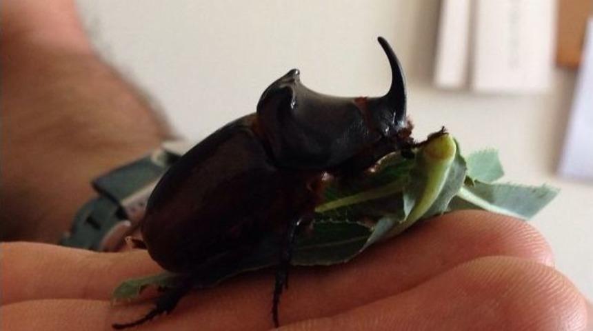 Van&rsquo;da Gergedan B&ouml;ceği Bulundu