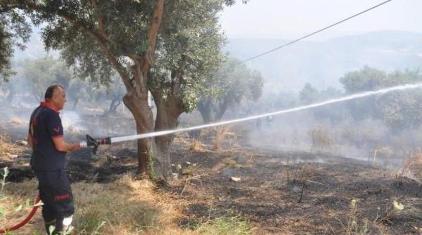 Kuşadası'nda Zeytinlik Yangını