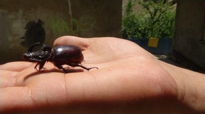 Gergedan Böceği Bu Kez Hakkari’de Görüldü