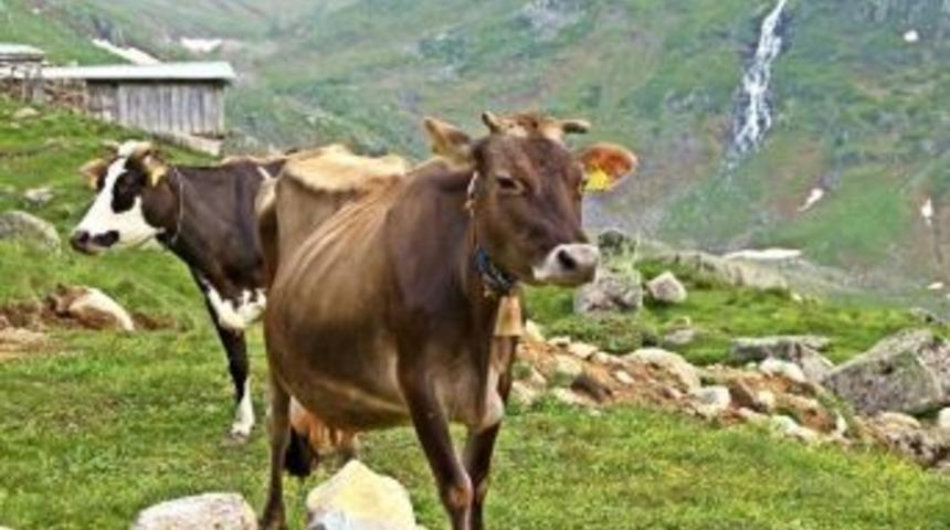 Ordu&rsquo;da Hayvanlar Aşılandı