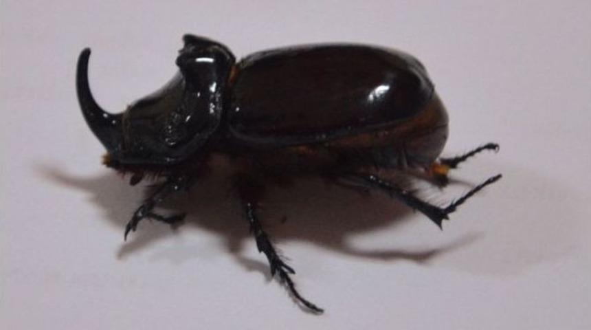 Fatsa&rsquo;da Gergedan B&ouml;ceği Bulundu