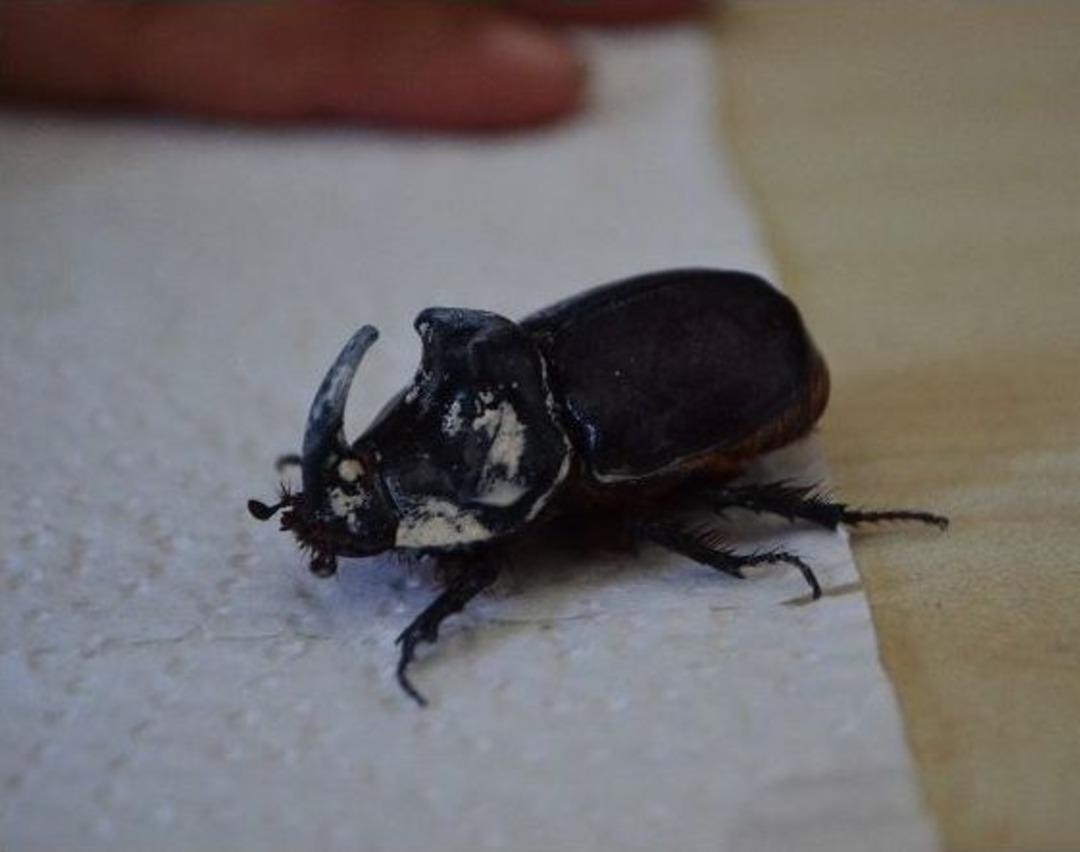 Burdur&rsquo;da Gergedan B&ouml;ceği Buldu